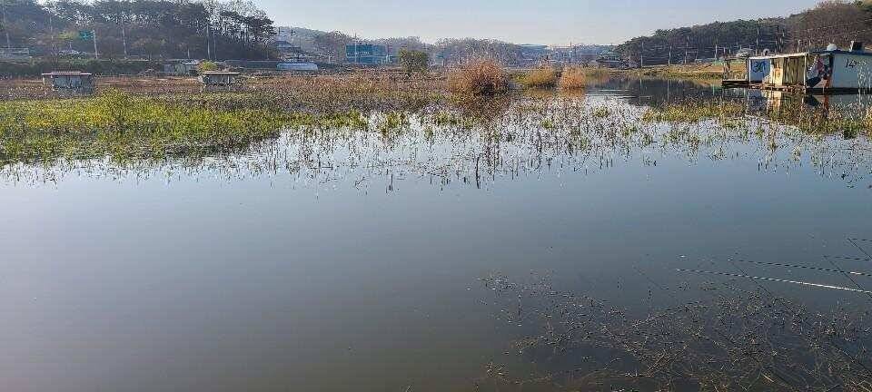 당진 가교리 낚시터 4월 17일 조황입니다 (유료터정보 - 유료터점주조황)