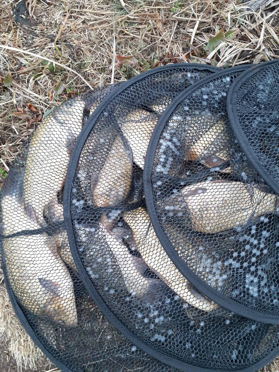 경주 동산낚시터붕어 전용잡이터개장했습니다 (유료터정보 - 유료터점주조황)