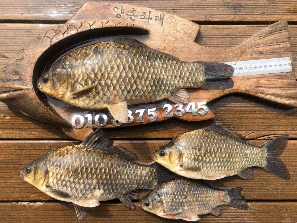 고삼지 덩어리 마리수 조황입니다 (유료터정보 - 유료터점주조황)