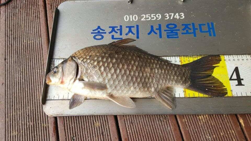 송전지서울집좌대5월5일조황 (유료터정보 - 유료터점주조황)