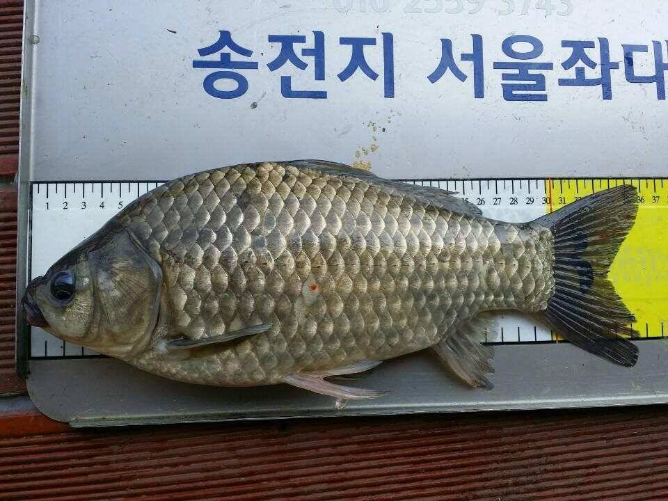 송전지서울집5월12일조황 (유료터정보 - 유료터점주조황)