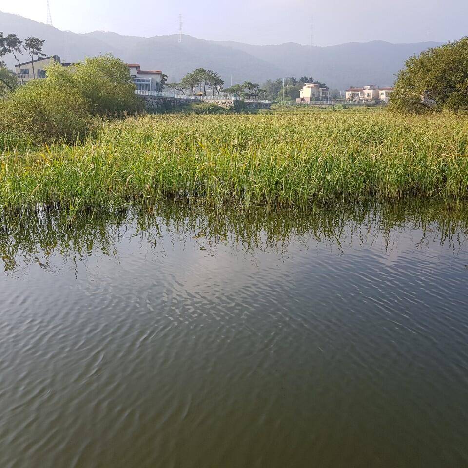 아산 안골지 조황정보 입니다 (유료터정보 - 유료터점주조황)