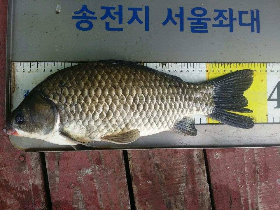송전지서울좌대9월16일조황 (유료터정보 - 유료터점주조황)