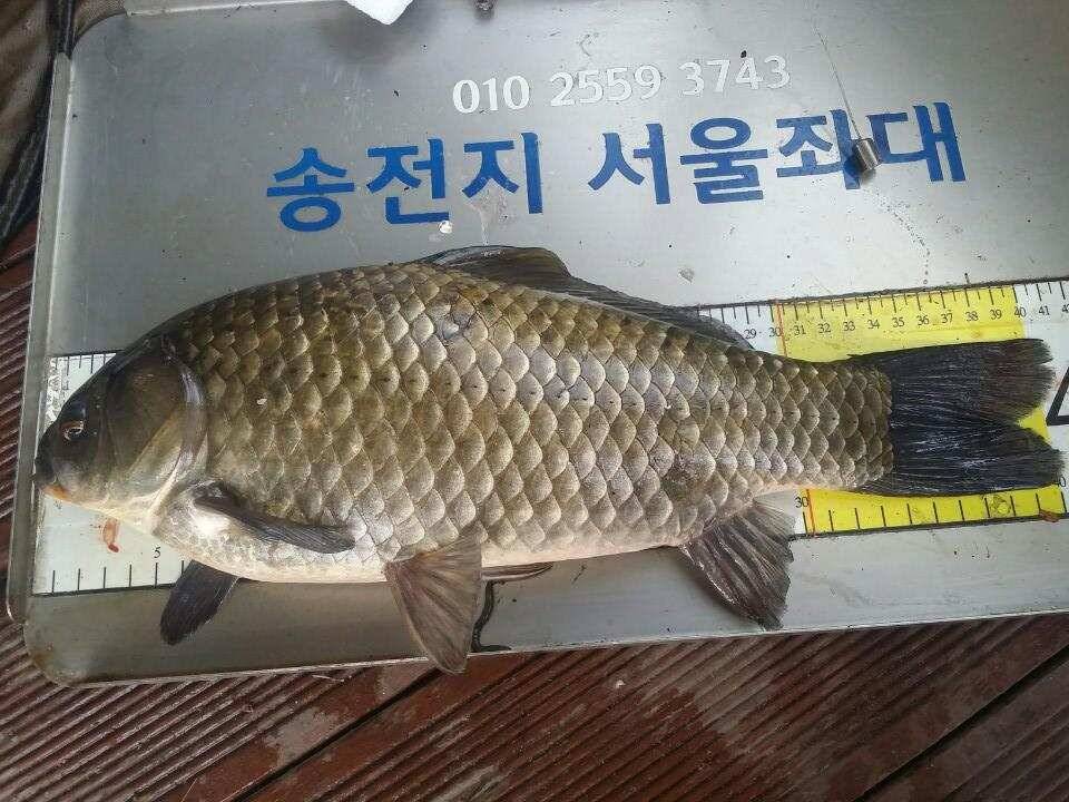 송전지서울좌대10월23일조황 (유료터정보 - 유료터점주조황)