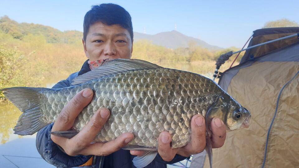 고삼지 상류권 사짜붕어 풍년입니다 (유료터정보 - 유료터점주조황)