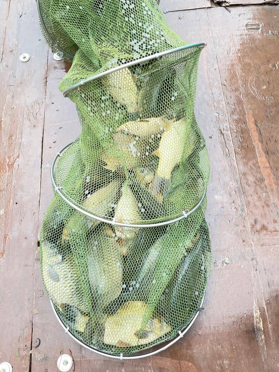 경주 동산낚시터붕어 전용잡이터개장했습니다 (유료터정보 - 유료터점주조황)