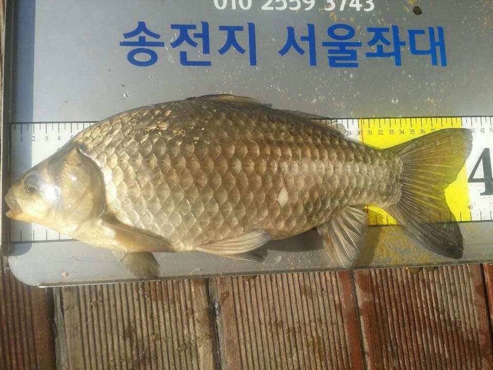 송전지서울집4월17일조황 (유료터정보 - 유료터점주조황)