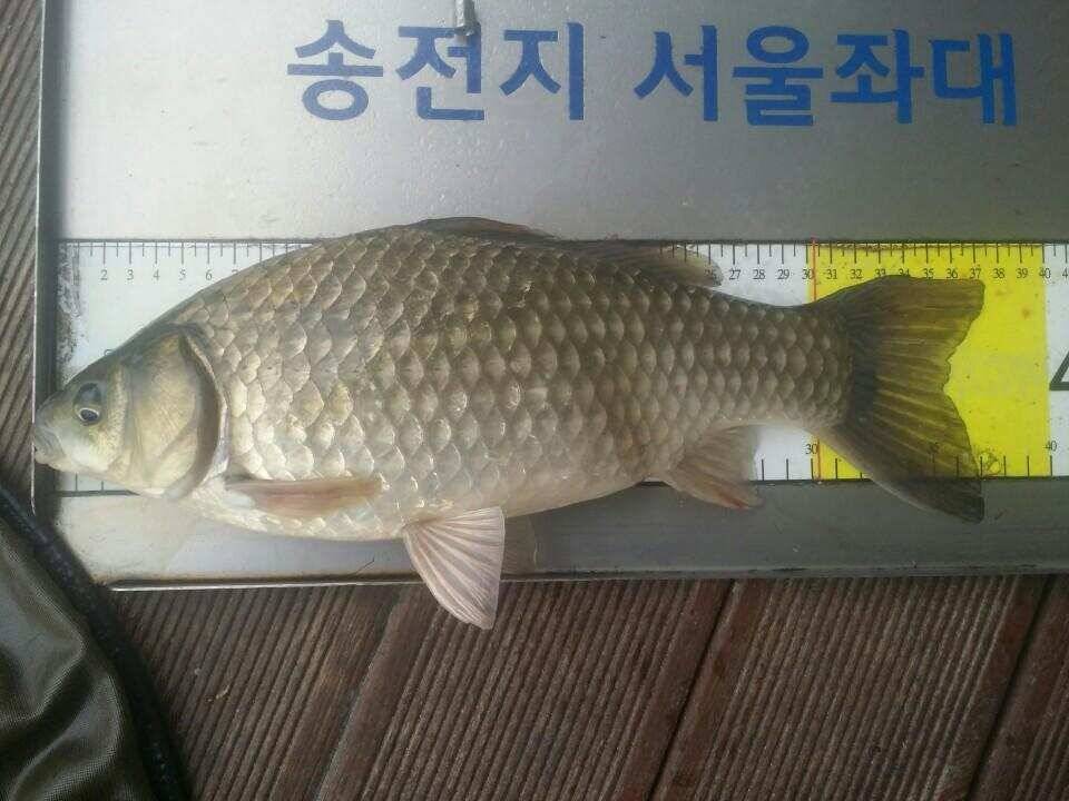 송전지서울좌대11월21일조황 (유료터정보 - 유료터점주조황)
