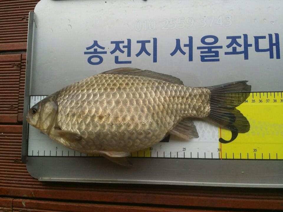 송전지서울좌대 2차산란중 (유료터정보 - 유료터점주조황)