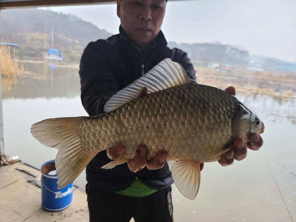 당진 가교리 낚시터 3월 30일 조황입니다 (유료터정보 - 유료터점주조황)