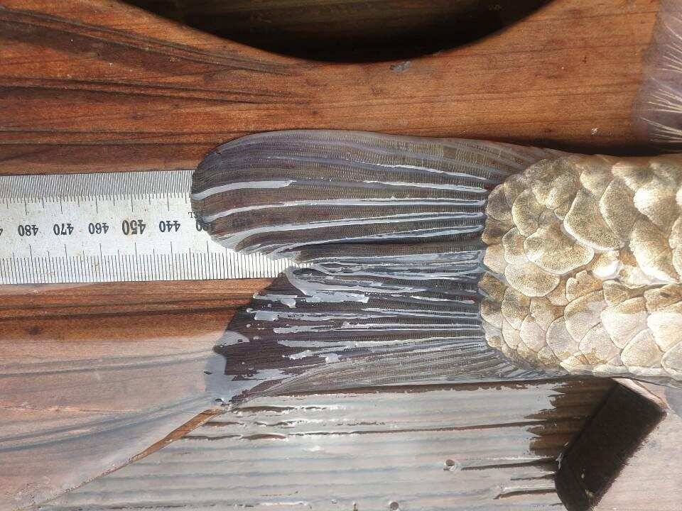 고삼지 사짜붕어에 덩어리 붕어 속출 (유료터정보 - 유료터점주조황)