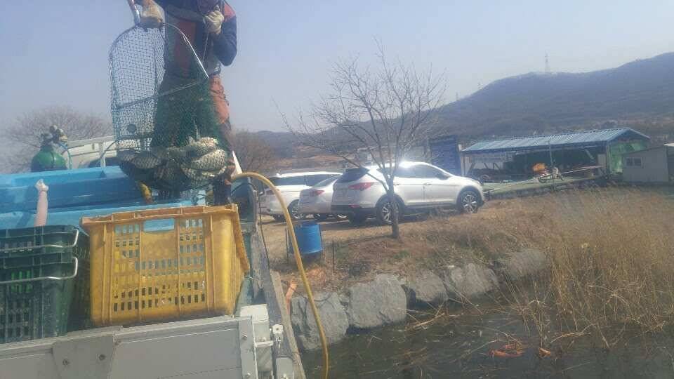 아산 안골지 조황정보입니다 (유료터정보 - 유료터점주조황)
