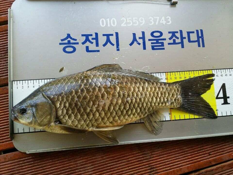 송전지서울좌대5월6일조항 (유료터정보 - 유료터점주조황)