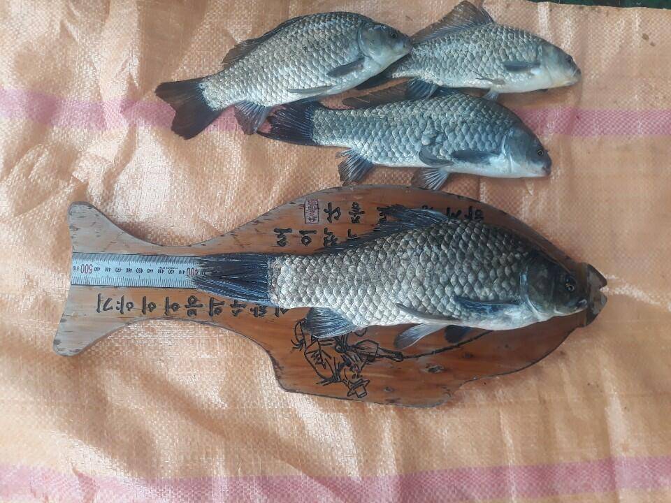 아산 안골지 4짜 조황정보입니다 (유료터정보 - 유료터점주조황)