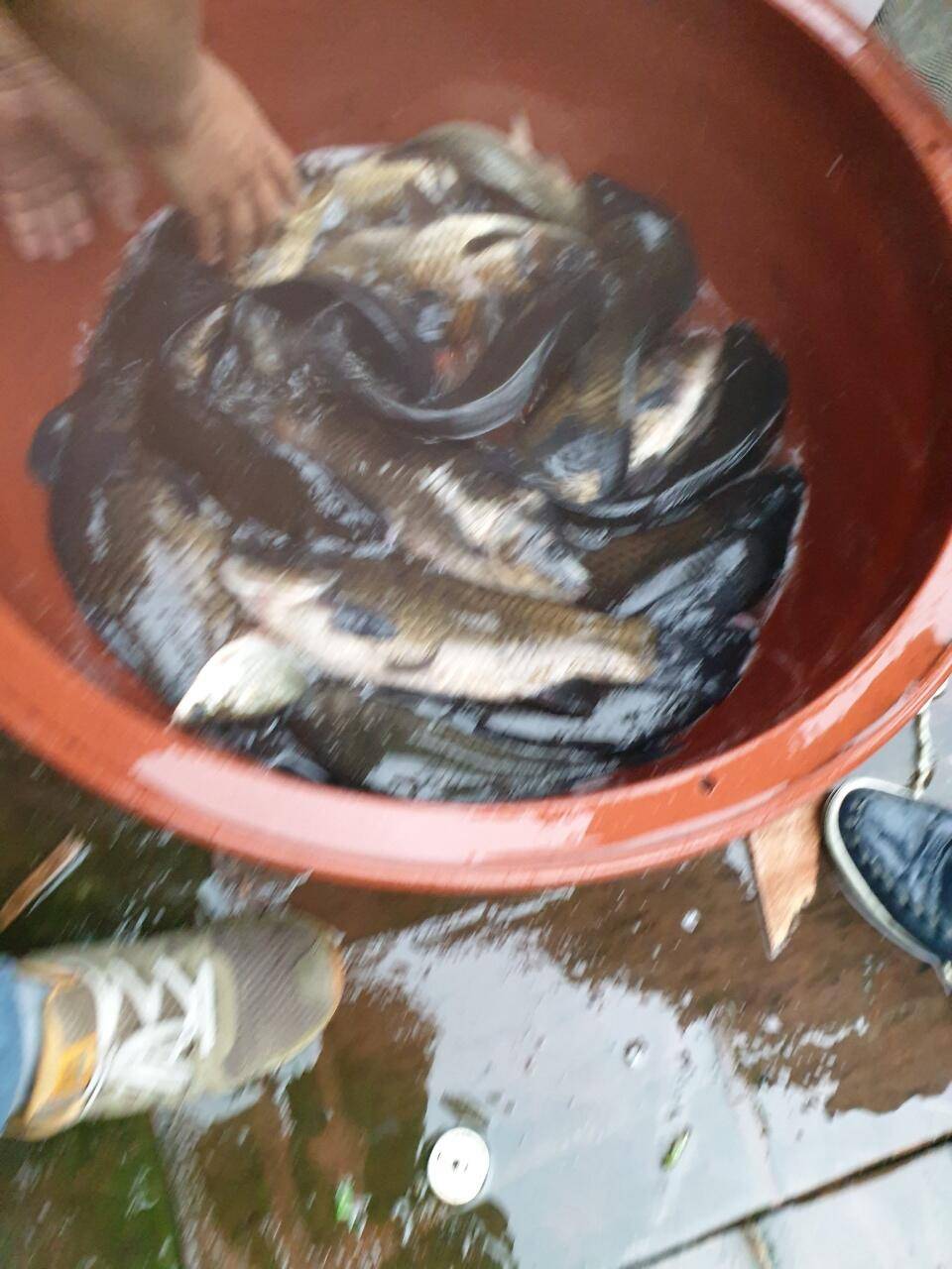 경주 동산낚시터붕어 전용잡이터지난주 조황 (유료터정보 - 유료터점주조황)