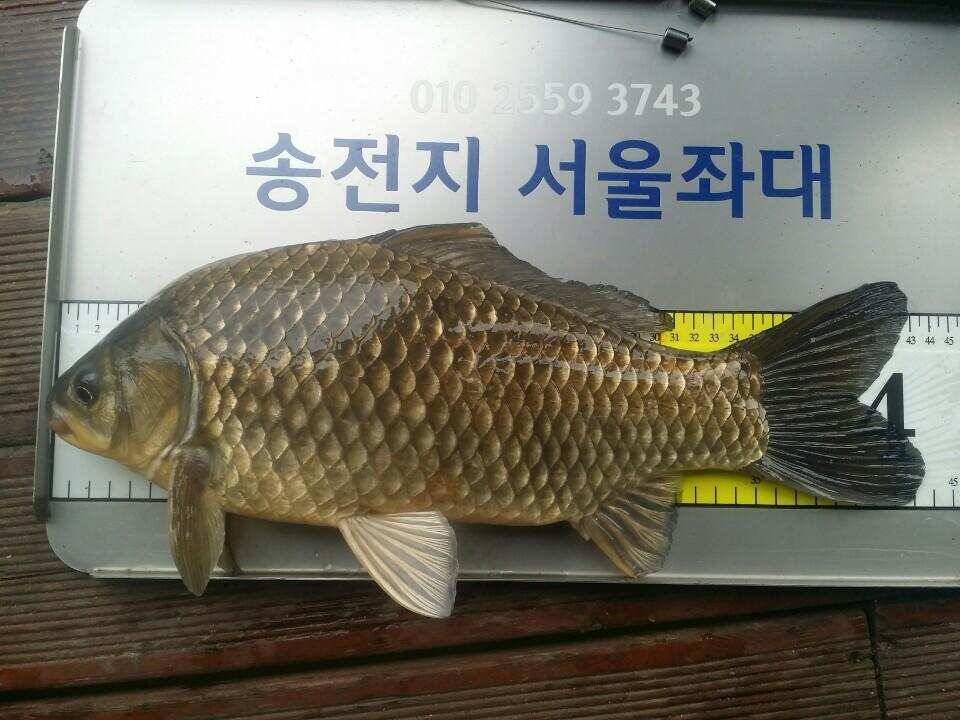 오늘도 4짜여 (유료터정보 - 유료터점주조황)