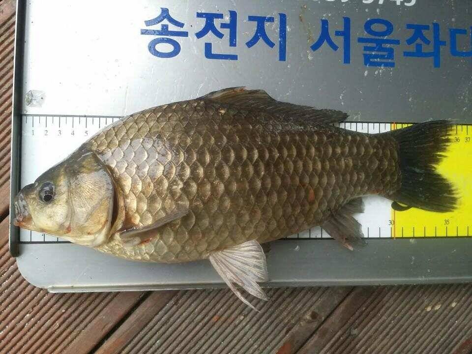 오늘도 4440허리급드로 손맛을 (유료터정보 - 유료터점주조황)
