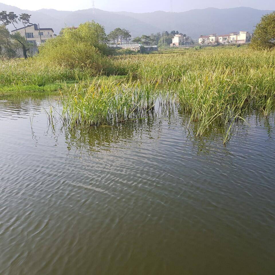 아산 안골지 조황정보 입니다 (유료터정보 - 유료터점주조황)