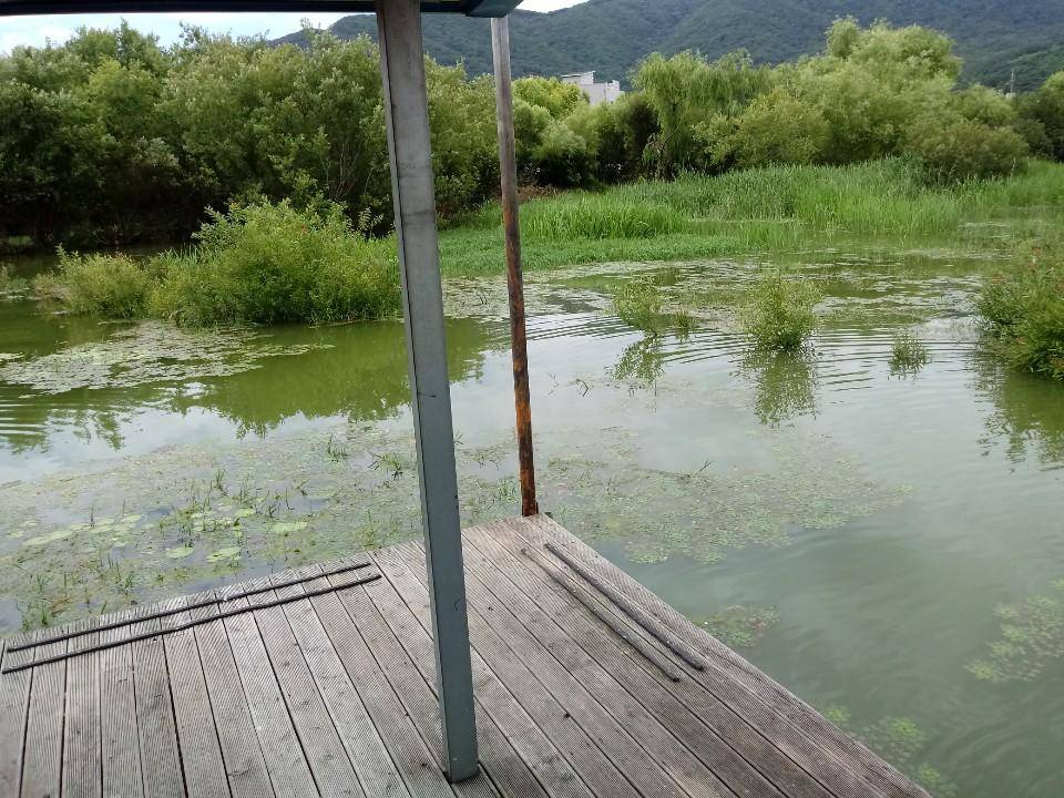 예당저수지 대양좌대 2020년 07월 0910일 금일조황 (유료터정보 - 유료터점주조황)