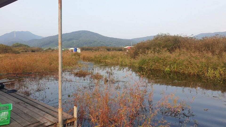 고삼지 최상류의 양촌좌대 (유료터정보 - 유료터점주조황)