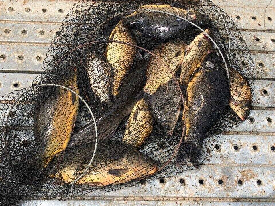 힐링 수곡낚시터 주초에도 고르게 조황이 나오며 오늘도 붕어방류 진행합니다 (유료터정보 - 유료터점주조황)
