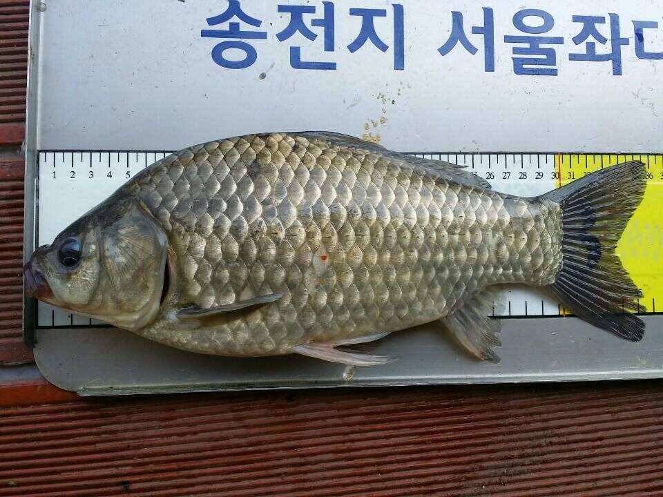 송전지서울집5월12일조황 (유료터정보 - 유료터점주조황)