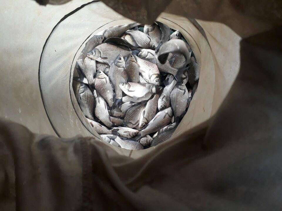 아산 안골지 조황정보 입니다 (유료터정보 - 유료터점주조황)