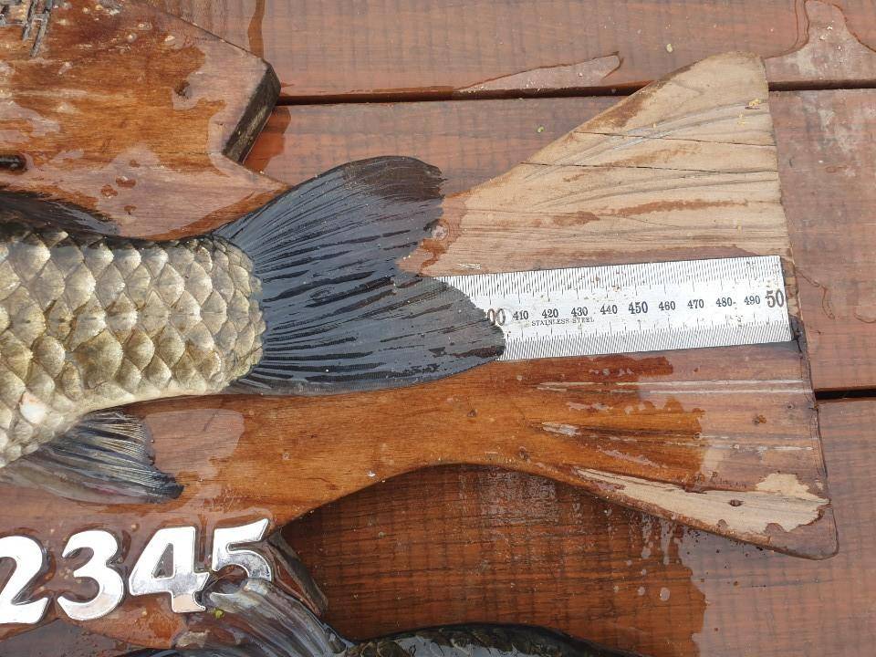 고삼지 연일 사짜붕어 상면중 (유료터정보 - 유료터점주조황)