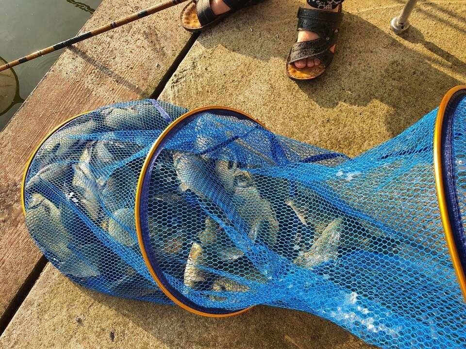 양평 수곡낚시터 주말 및 일요일 조황 소식 (유료터정보 - 유료터점주조황)