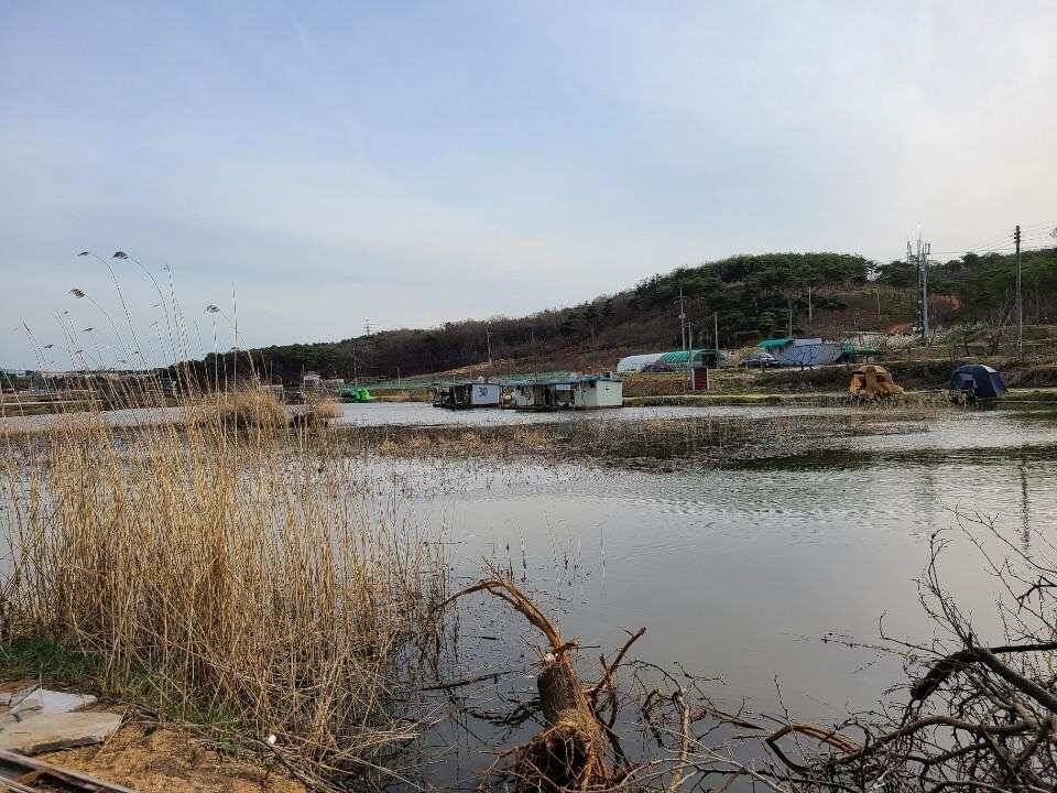 당진 가교리 낚시터 3월 31일 조황입니다 (유료터정보 - 유료터점주조황)