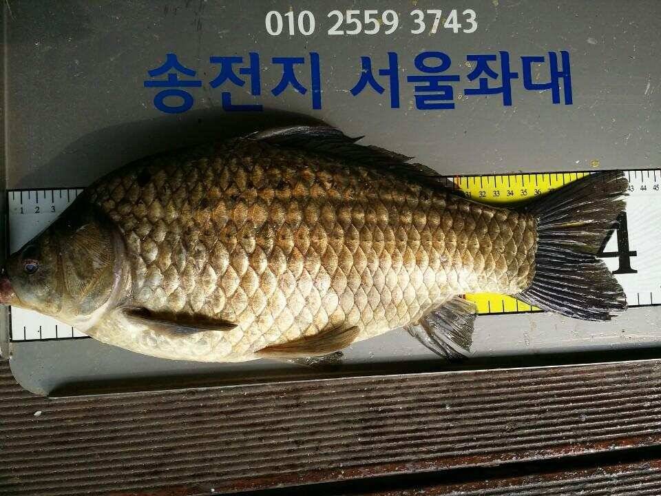 송전지서울집5월13일조황 (유료터정보 - 유료터점주조황)