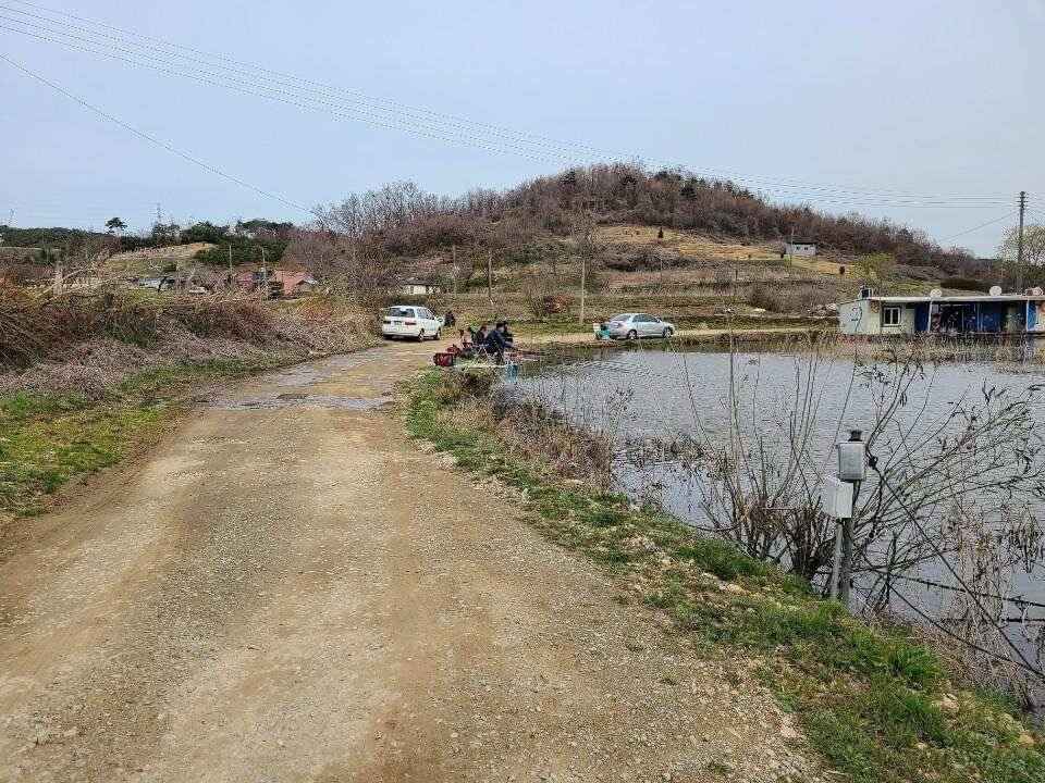 당진 가교리 낚시터 3월 31일 조황입니다 (유료터정보 - 유료터점주조황)