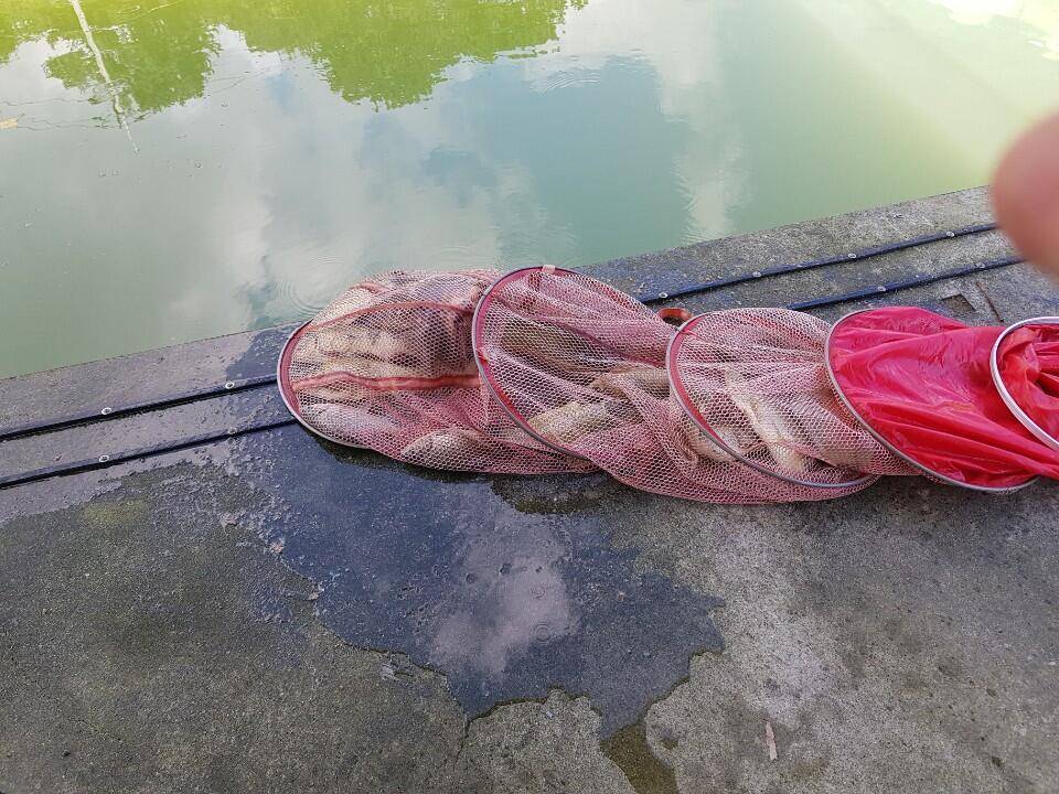 공주 고성낚시터 입니다 (유료터정보 - 유료터점주조황)