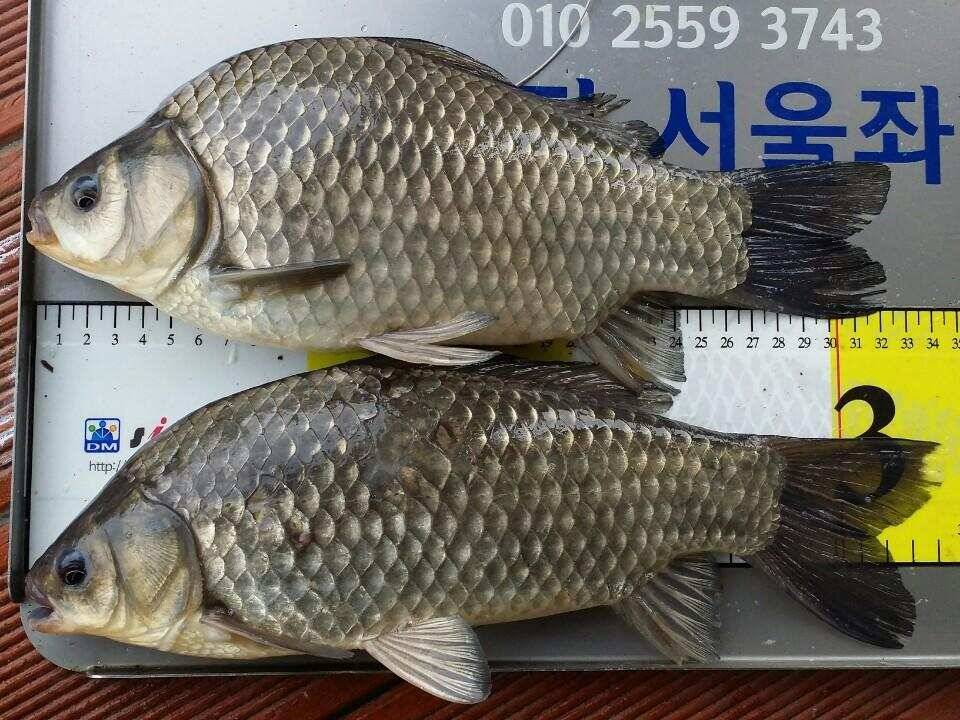 송전지서울좌대5월5일조황 (유료터정보 - 유료터점주조황)