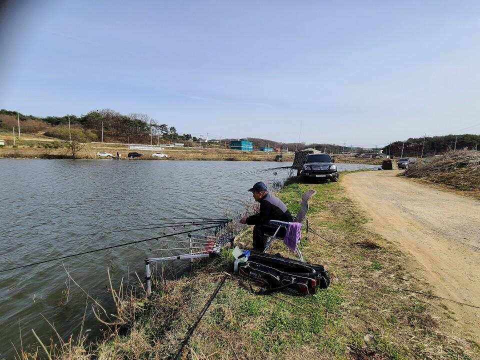 당진 가교리 낚시터 3월 31일 조황입니다 (유료터정보 - 유료터점주조황)