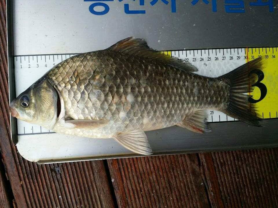 송전지서울좌대5월29일조황 (유료터정보 - 유료터점주조황)