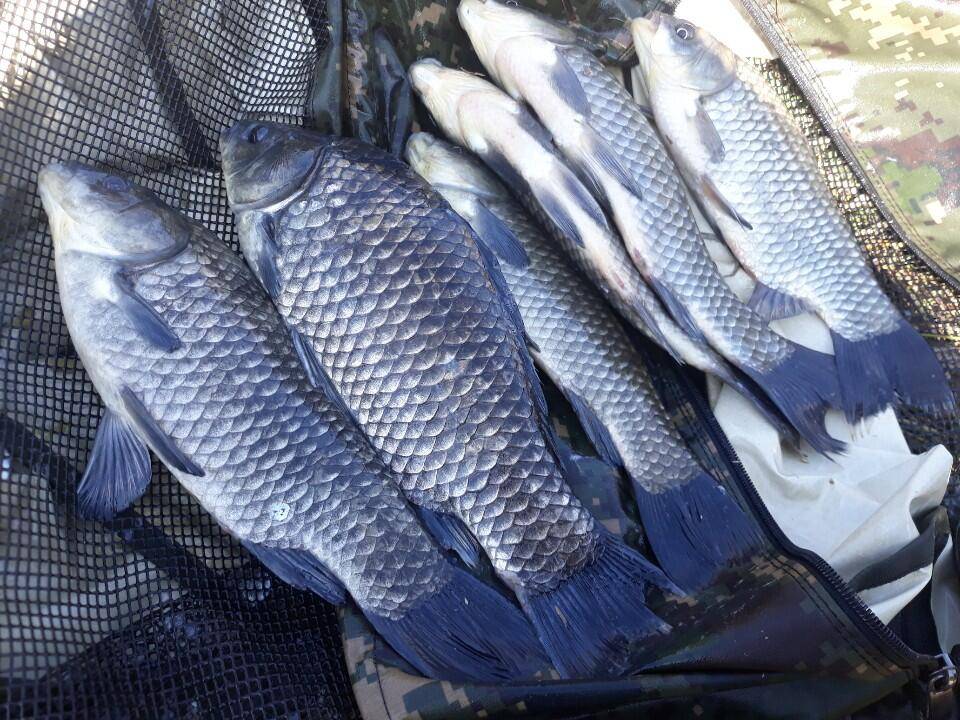아산 안골지 조황정보 입니다 (유료터정보 - 유료터점주조황)
