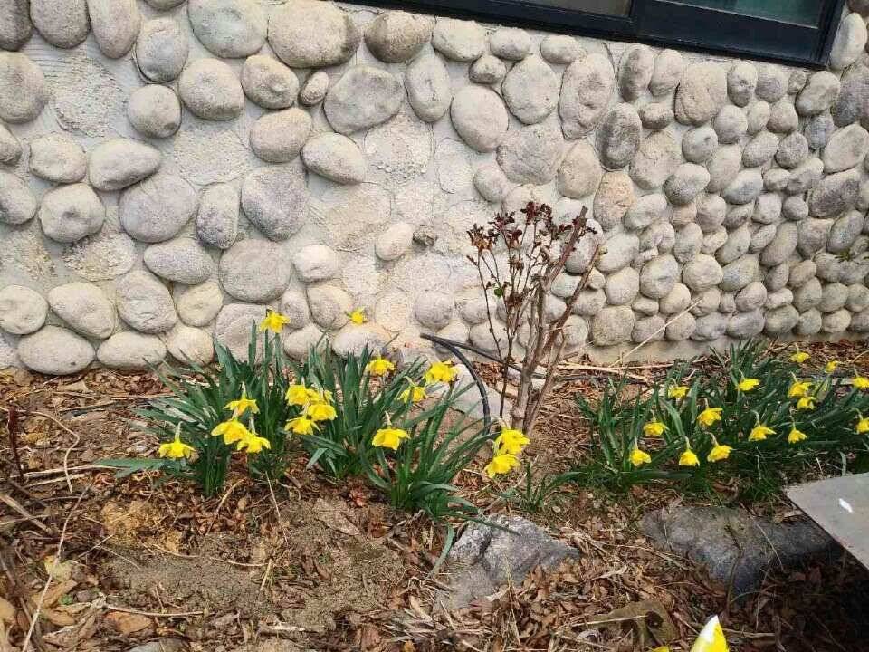 아산 안골지 4짜 소식을 전합니다 (유료터정보 - 유료터점주조황)