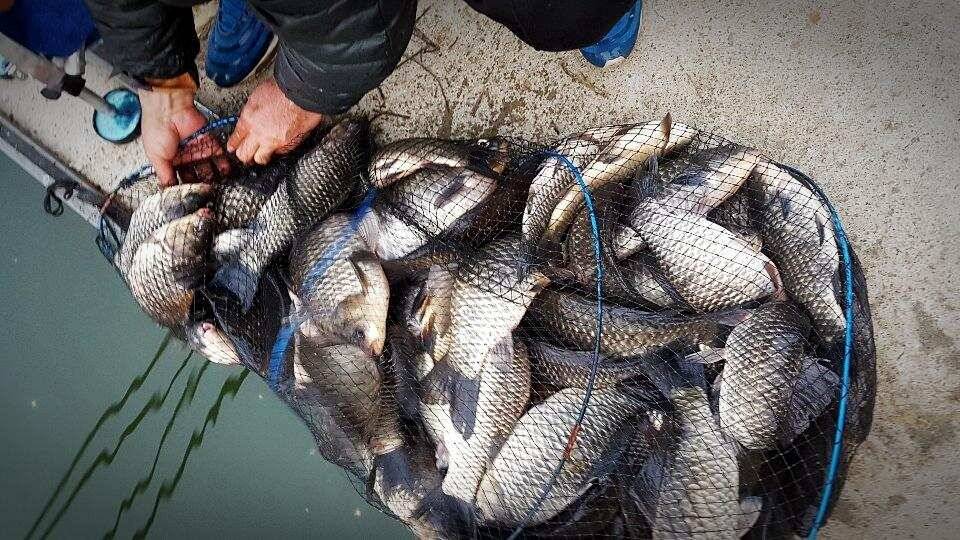 반제낚시터 조황정보와 오늘도 방류 (유료터정보 - 유료터점주조황)