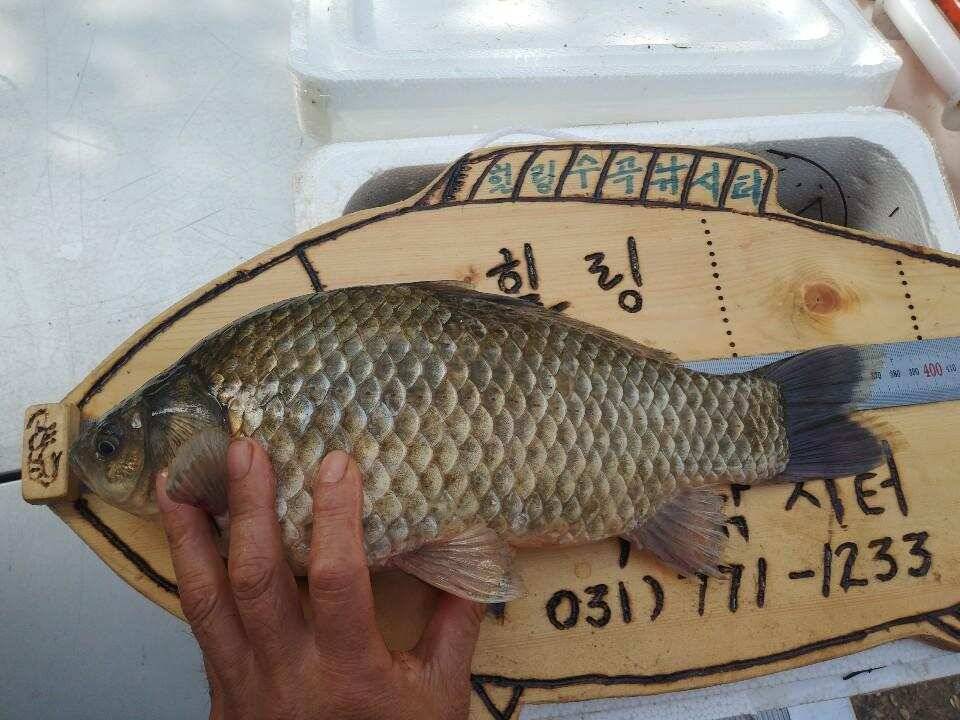 양평 수곡낚시터 주말 붕어방류 조황 소식 (유료터정보 - 유료터점주조황)
