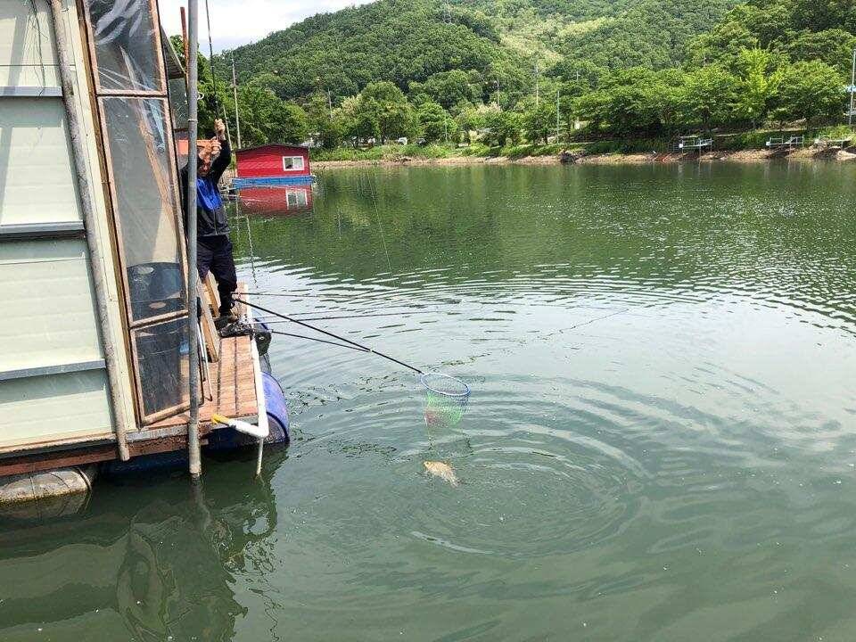 양평낚시터 수곡낚시터 주중조황 고른편이나 편차는 있네요 (유료터정보 - 유료터점주조황)