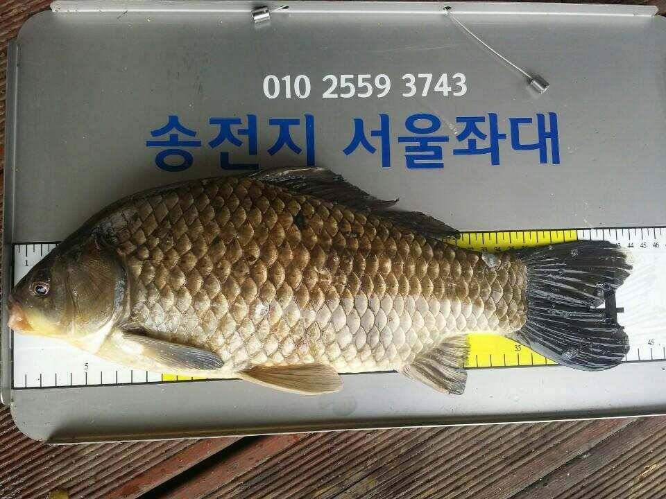 계속이어지는 4짜대물들 (유료터정보 - 유료터점주조황)