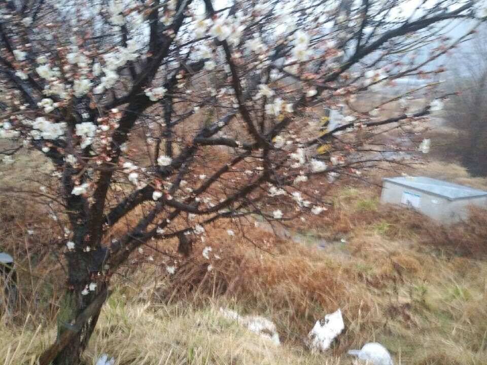 아산 안골지 4짜 소식을 전합니다 (유료터정보 - 유료터점주조황)