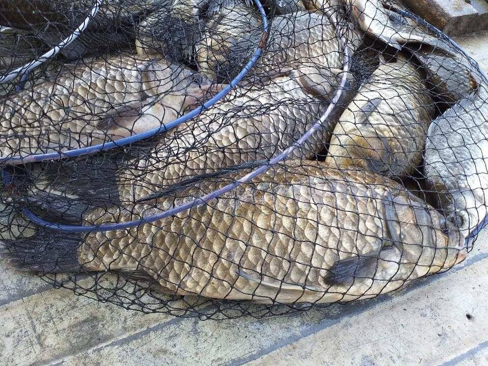아산 안골지 조황정보 입니다 (유료터정보 - 유료터점주조황)