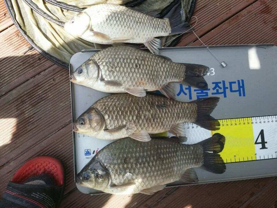 송전지서울좌대 2차산란중 (유료터정보 - 유료터점주조황)