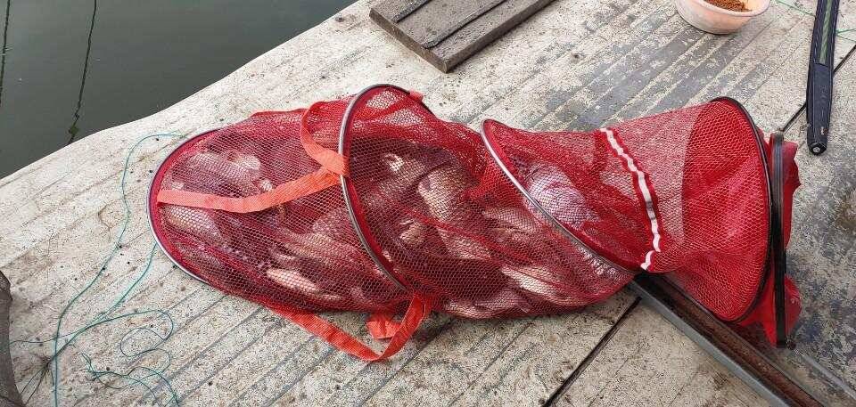 아산 안골지 아직은 수초낚시 가능합니다 (유료터정보 - 유료터점주조황)