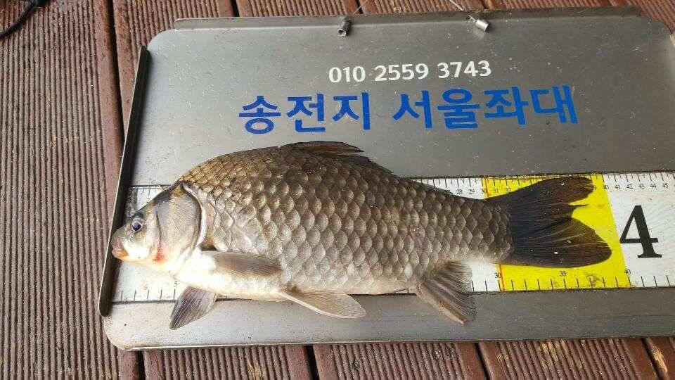송전지서울집좌대5월5일조황 (유료터정보 - 유료터점주조황)