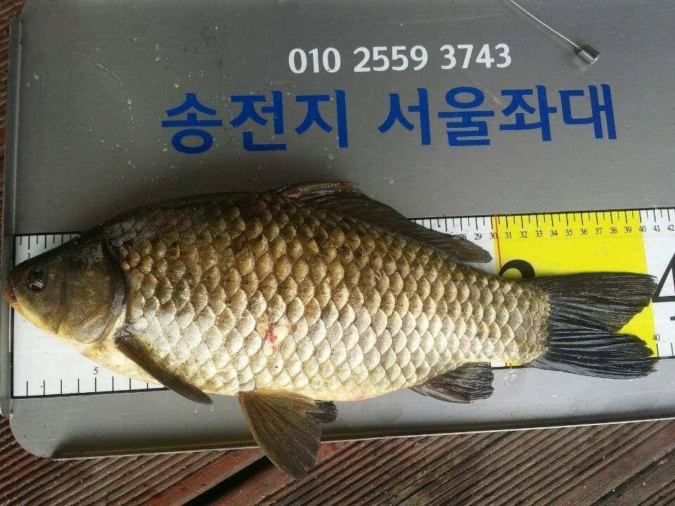 계속이어지는 4짜대물들 (유료터정보 - 유료터점주조황)