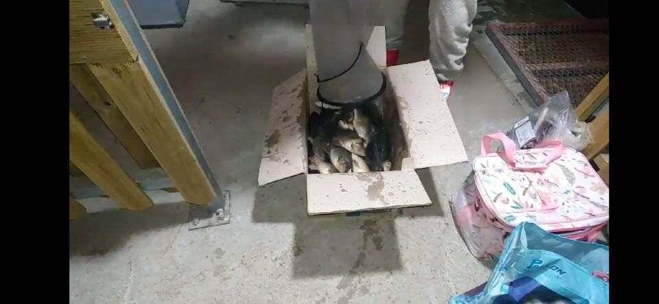 양평 힐링 수곡낚시터 연휴 조황 및 붕어 방류 안내 (유료터정보 - 유료터점주조황)
