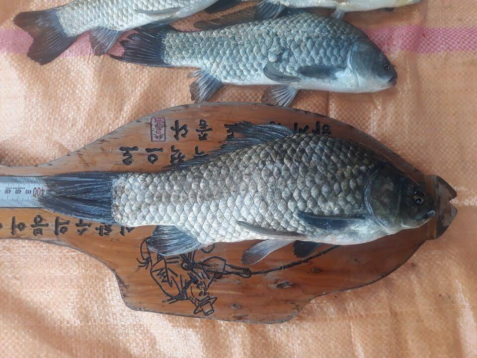아산 안골지 4짜 조황정보입니다 (유료터정보 - 유료터점주조황)